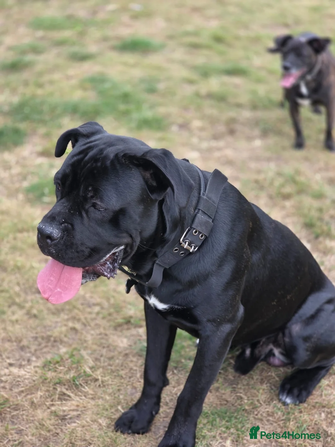 Cane Corso dogs for sale: Hugo Cane Corso in Spalding - Advert 2