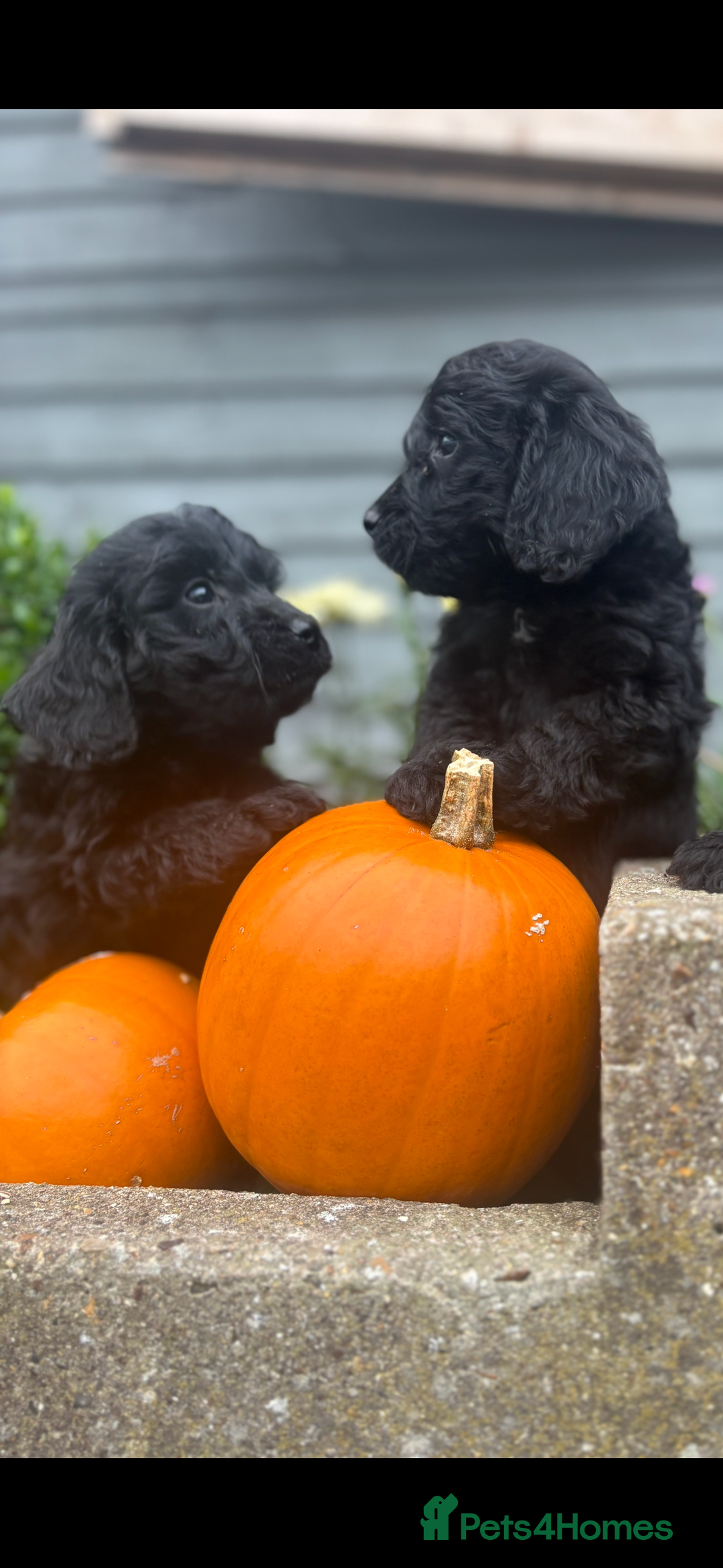 Cockapoo dogs for sale: F1 cockapoos girls  - Image 10