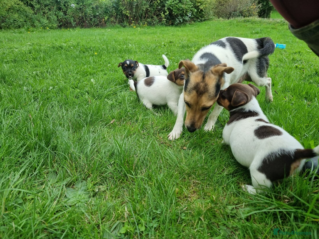 Jack Russell dogs for sale: Jack Russell pups  - Image 9
