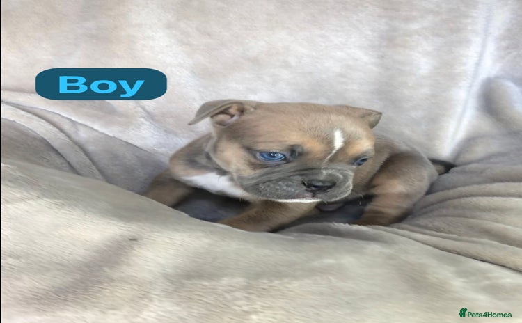 Mixed Breed dogs - Advert 15