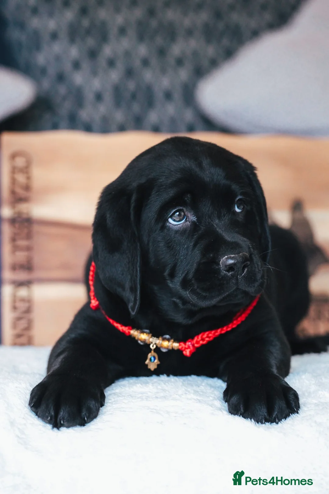Labrador Retriever dogs for sale: KC LICENSED BREEDER - BLACK & YELLOW LABRADORS - Advert 1