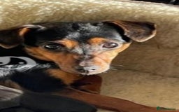 Jack Russell dogs for sale: True miniature Jack Russell’s  - Image 6