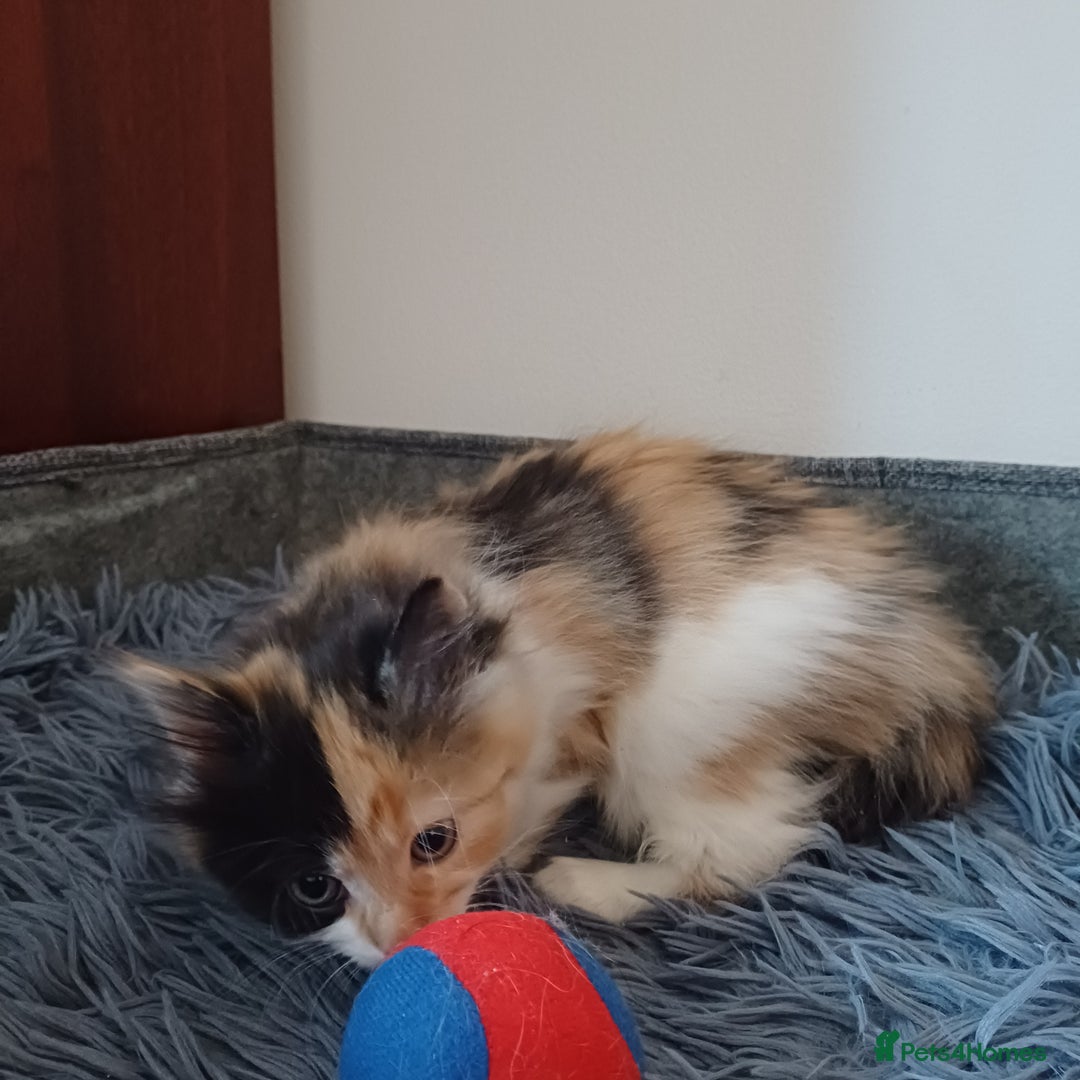 Mixed Breed cats for sale: Cute Kittens:)) - Advert 15