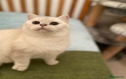 British Shorthair cats for sale: Stunning Silver Point Pedigree Girl - Image 5
