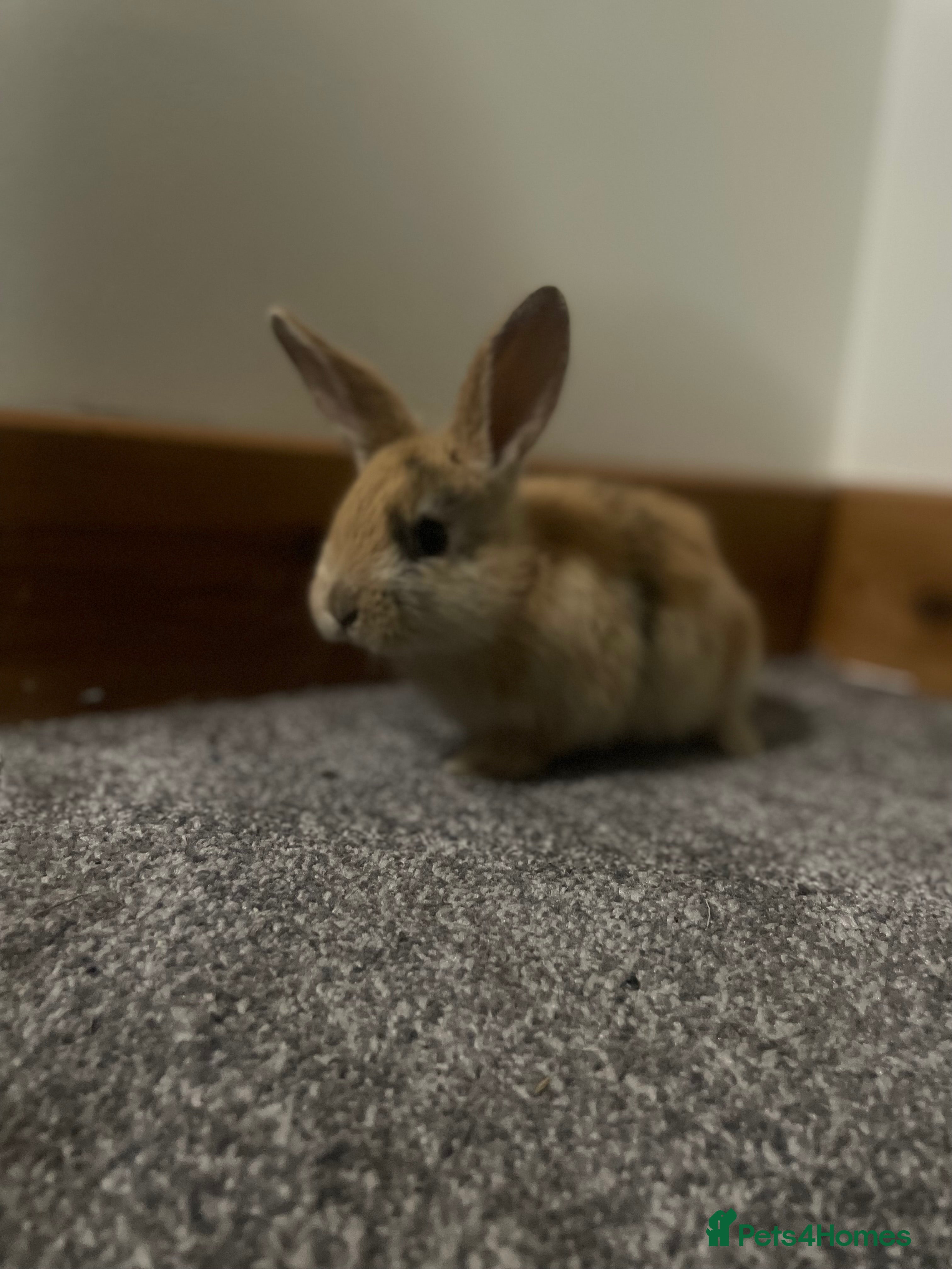 Mixed Breed rabbits Himalayans x lop bunnies  - Advert 1