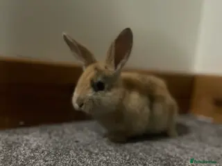 Mixed Breed rabbits Himalayans x lop bunnies - Advert 8