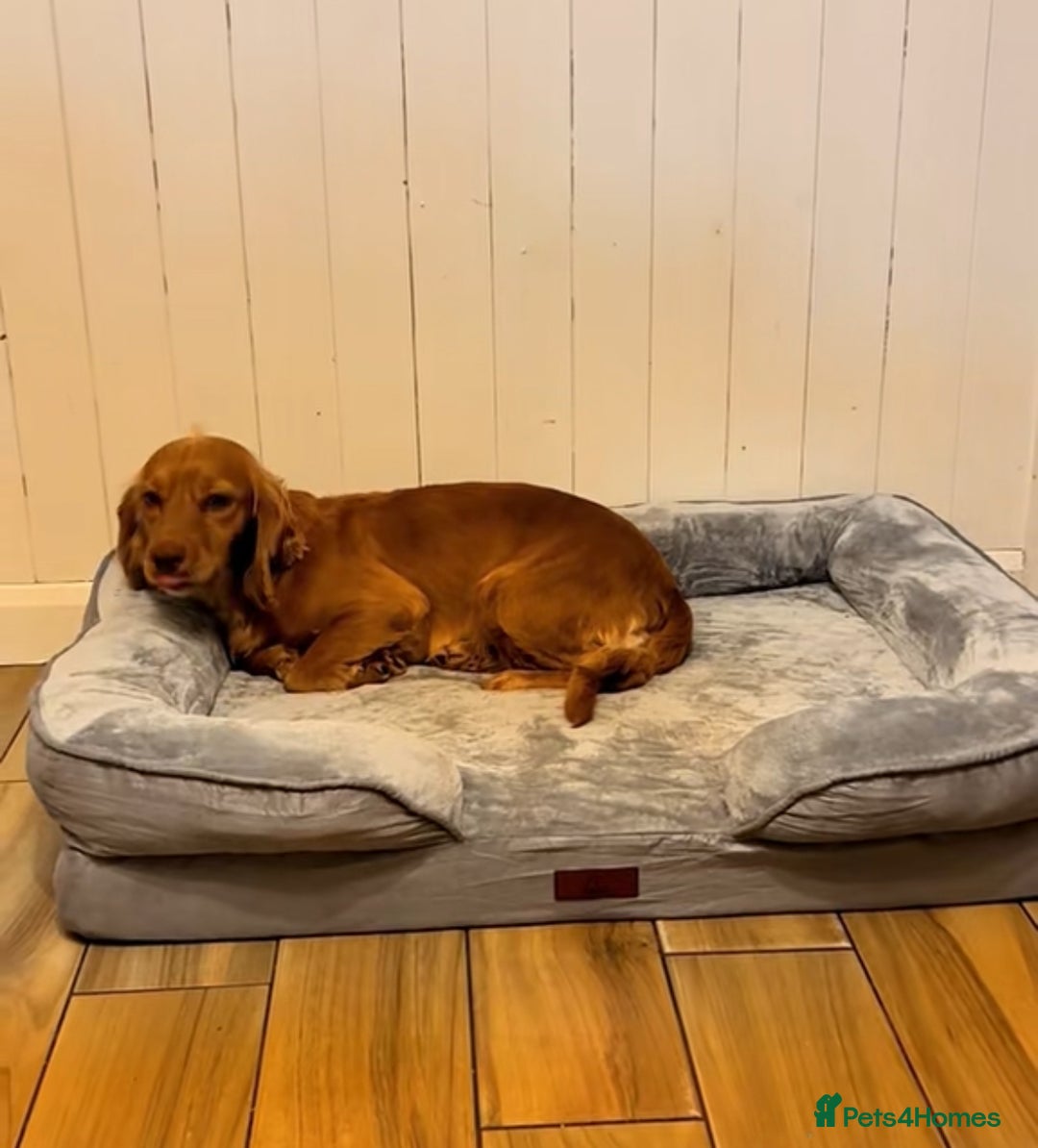 Cocker Spaniel dogs for sale: Looking for a forever home  - Advert 2