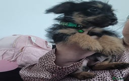 Mixed Breed dogs for sale: Froodles  - Image 3