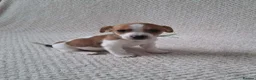 Jack Russell dogs for sale: Jack Russell Puppies  - Advert 7