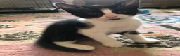 Domestic Shorthair cats for sale: Black and white domestic short hair boy kittens in Buxton - Advert 18