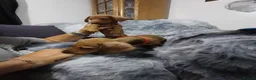 Dachshund dogs for sale: Dachshund  - Advert 14