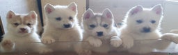 Siberian Husky dogs for sale:  KC REGISTERED PUPS:  5* on pets4homes - Advert 1