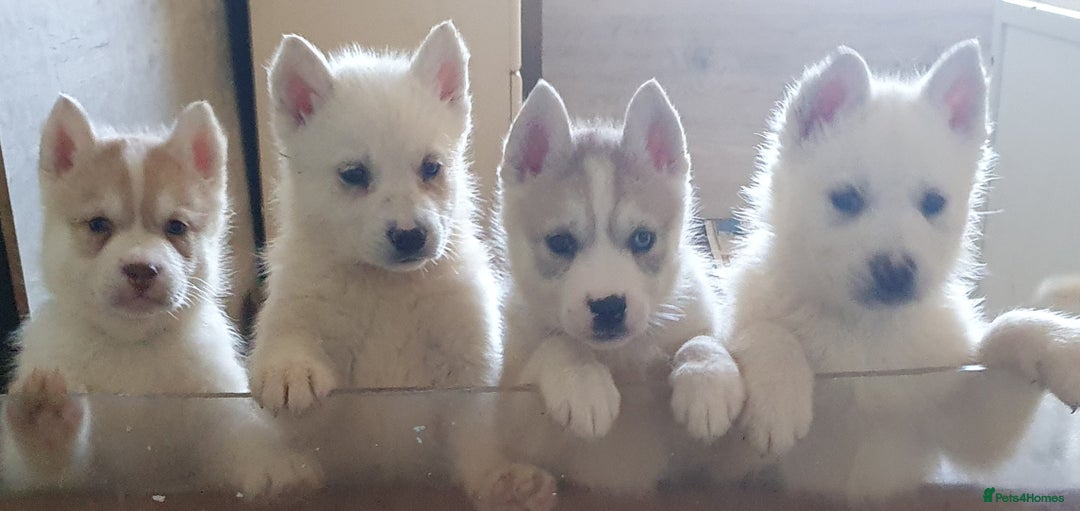 Siberian Husky dogs for sale:  KC REGISTERED PUPS:  5* on pets4homes - Advert 1