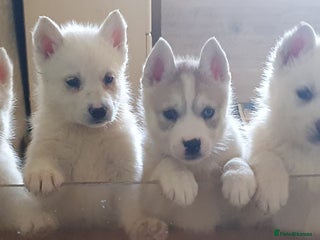 Siberian Husky dogs KC REGISTERED PUPS: 5* on pets4homes - Advert 24