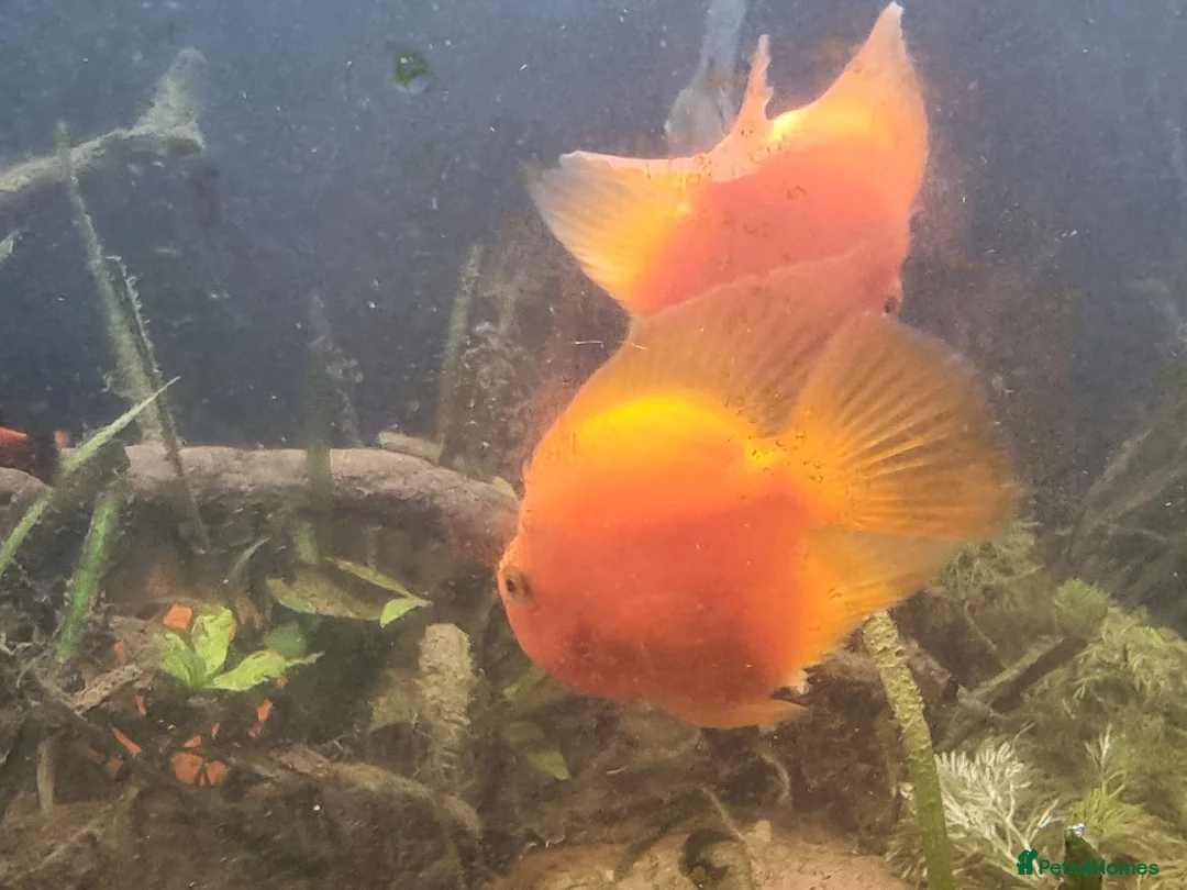 Cichlids fish for sale: Tropical fish - Advert 19