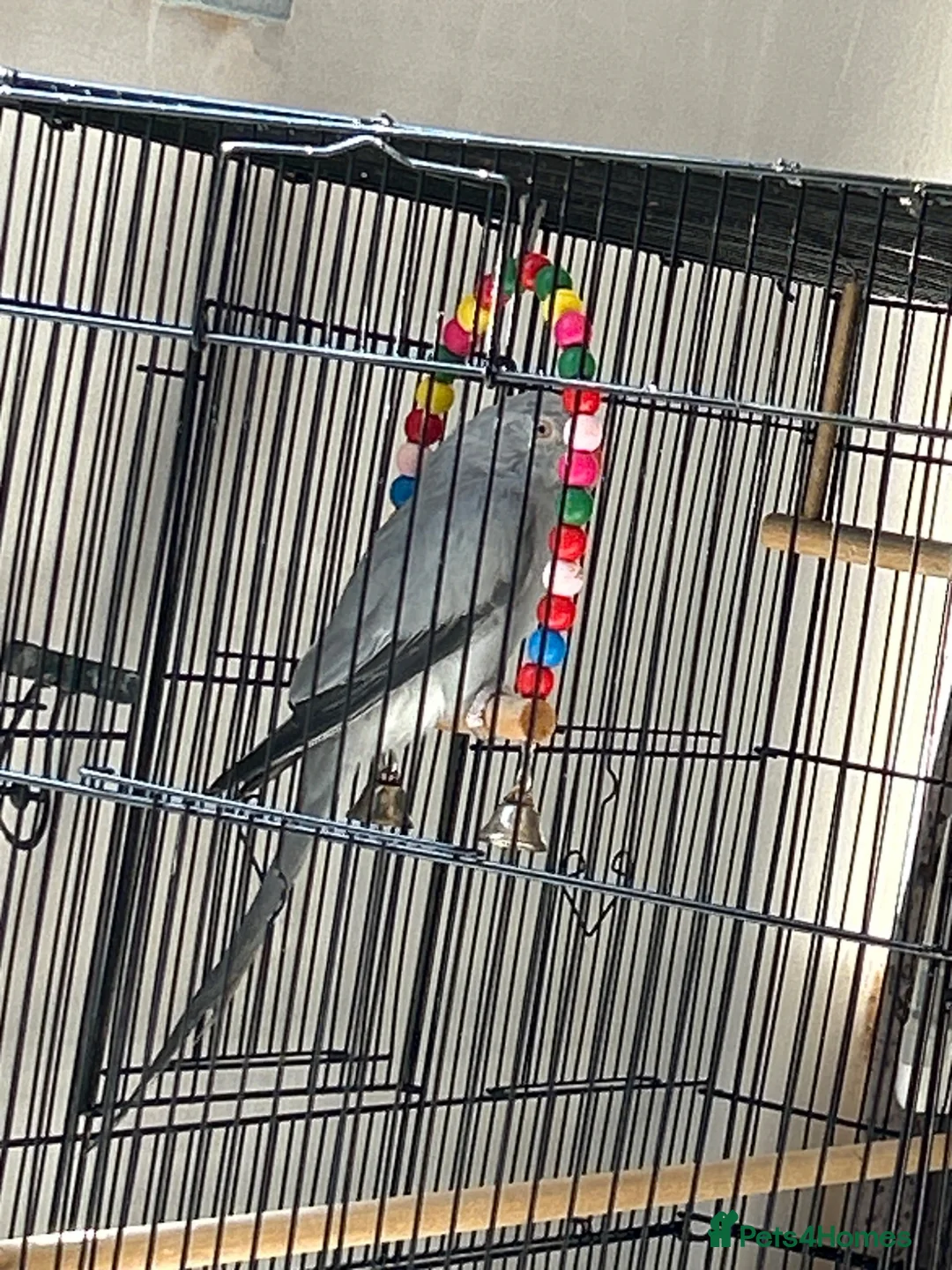 Ringnecks birds for sale: Indian Ringneck  - Advert 2