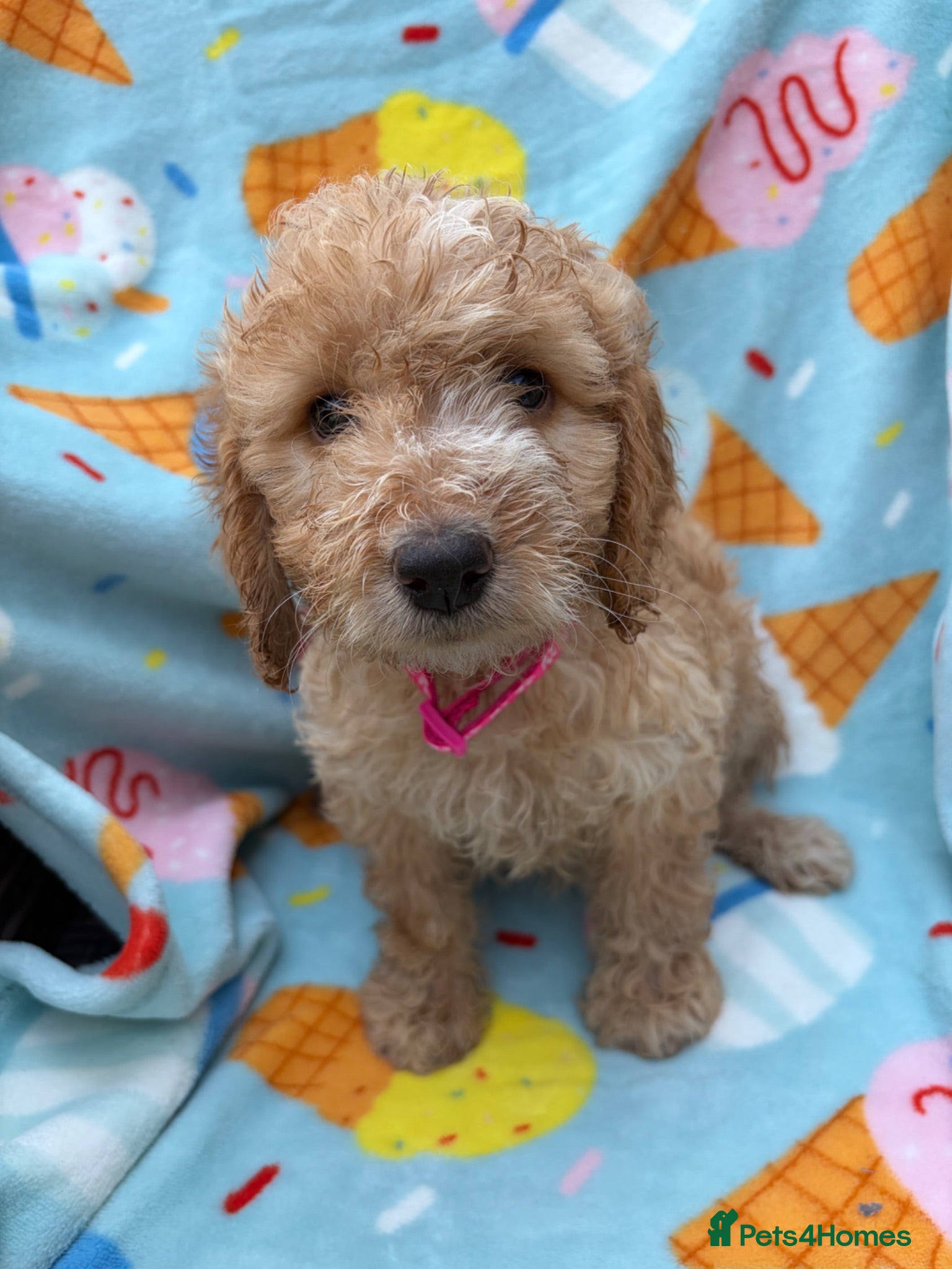 Cockapoo dogs 🐾BEAUTIFUL F1 COCKERPOOS REGISTERED BREEDER 🐾 - Advert 2