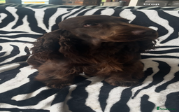 Cocker Spaniel dogs for sale: KC REG HEALTH TESTED SHOW COCKER SPANIEL PUPS - Image 4