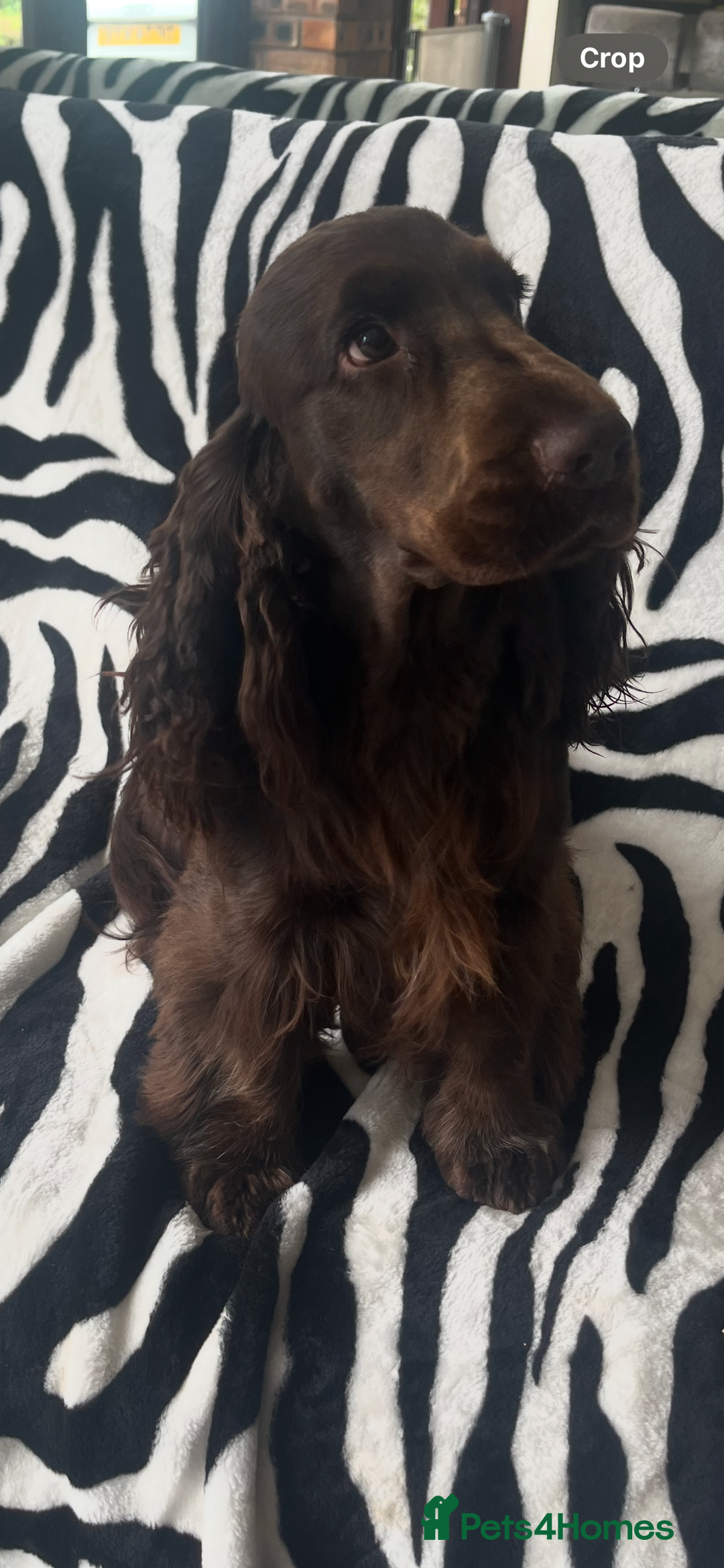 Cocker Spaniel dogs for sale: KC REG HEALTH TESTED SHOW COCKER SPANIEL PUPS - Image 4