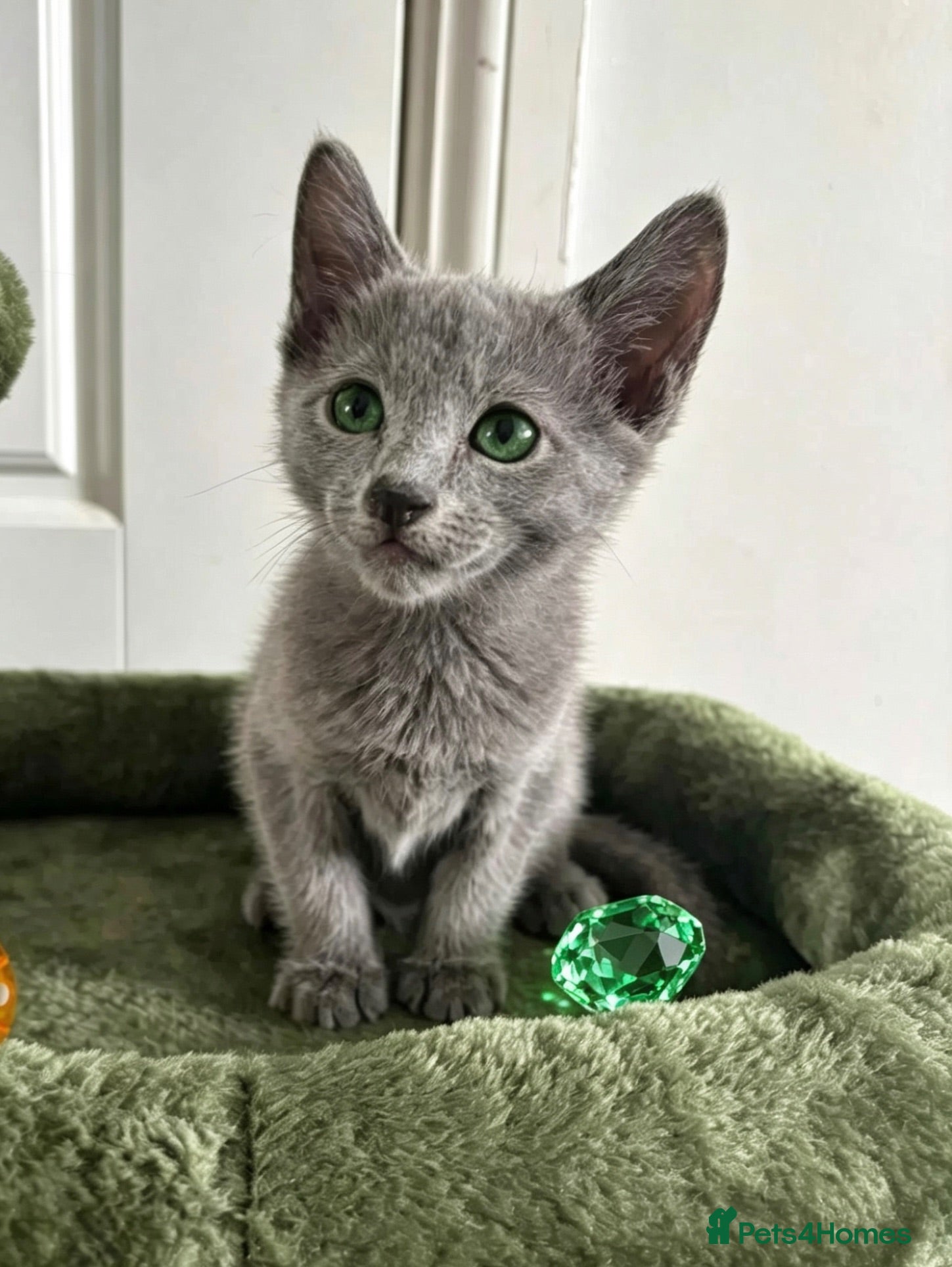 Russian Blue cats TICA PURE PEDIGREE RUSSIAN BLUE KITTENS  - Advert 1
