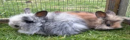 Mini Lion Lop rabbits for sale: Mini lion lops! now ready!!!! £25 each - Advert 7