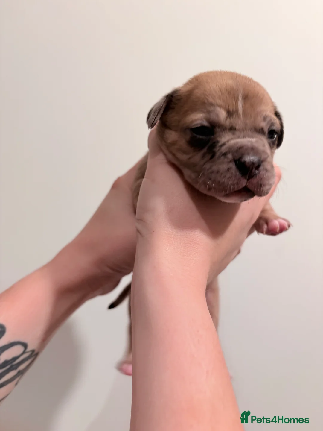 Mixed Breed dogs for sale: 7 gorgeous rare French American Bulldogs - Advert 15