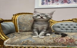 Maine Coon cats for sale: XXL Russian bloodline Maine Coon Kittens 20+Gen!🏆 - Image 30