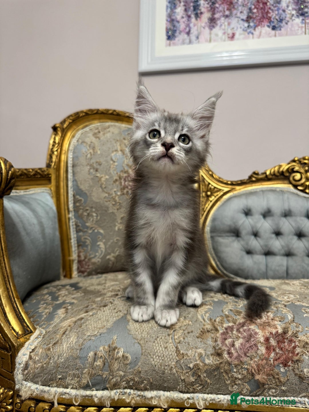 Maine Coon cats for sale: XXL Russian bloodline Maine Coon Kittens 20+Gen!🏆 - Image 30