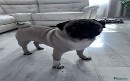 Pug dogs for stud: Pug for stud ❤️ - Image 4