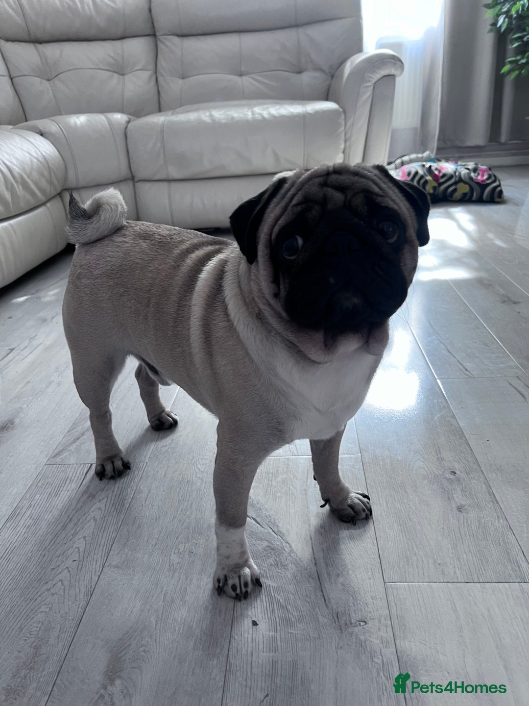 Pug dogs for stud: Pug for stud ❤️ - Image 4