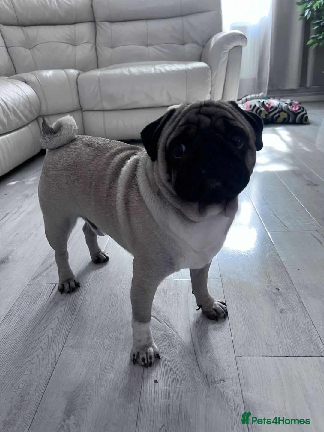 Pug dogs for stud: Pug for stud ❤️ - Advert 6