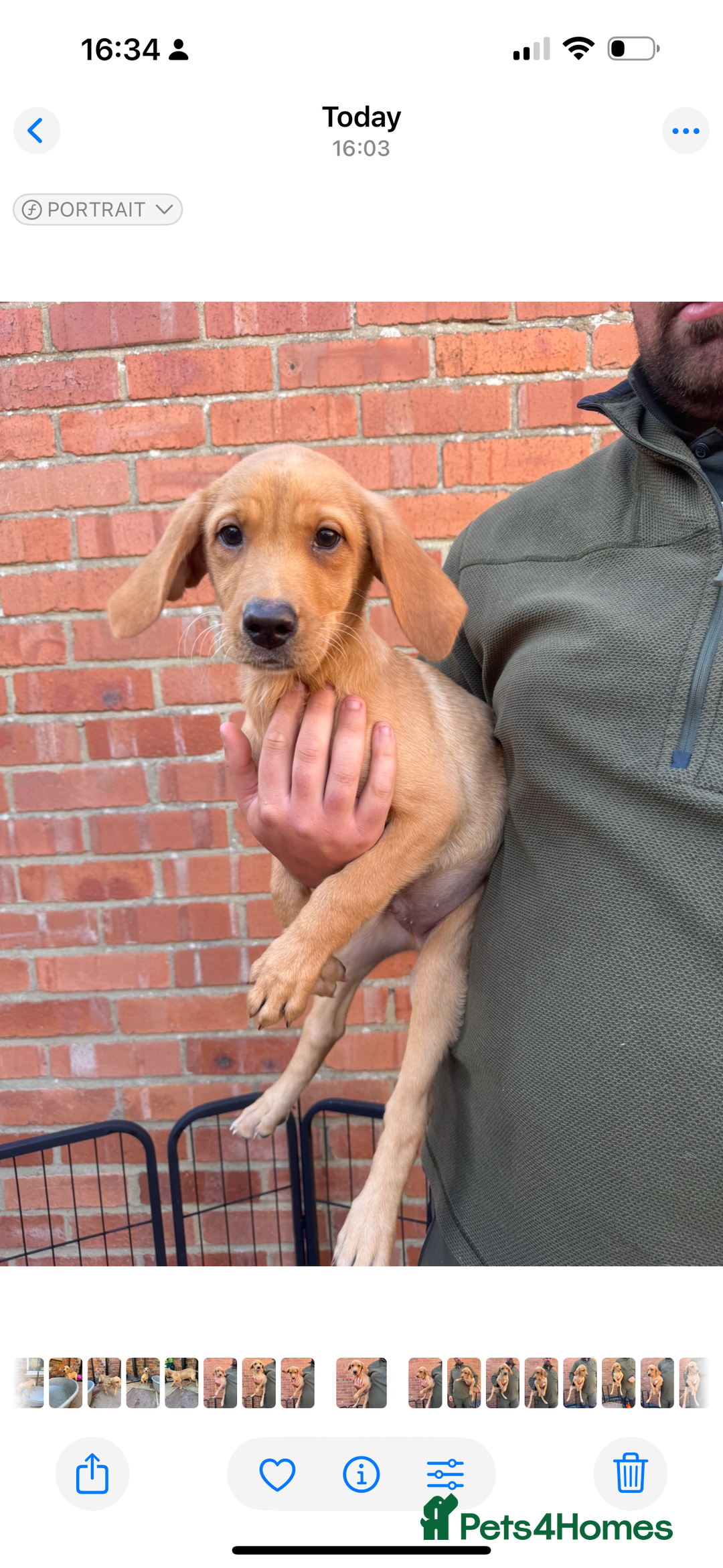 Labrador Retriever dogs for sale: KC Working line Labradors - Image 3