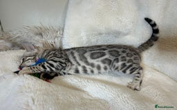 Bengal cats for sale: Bangal Kittens  - Image 18