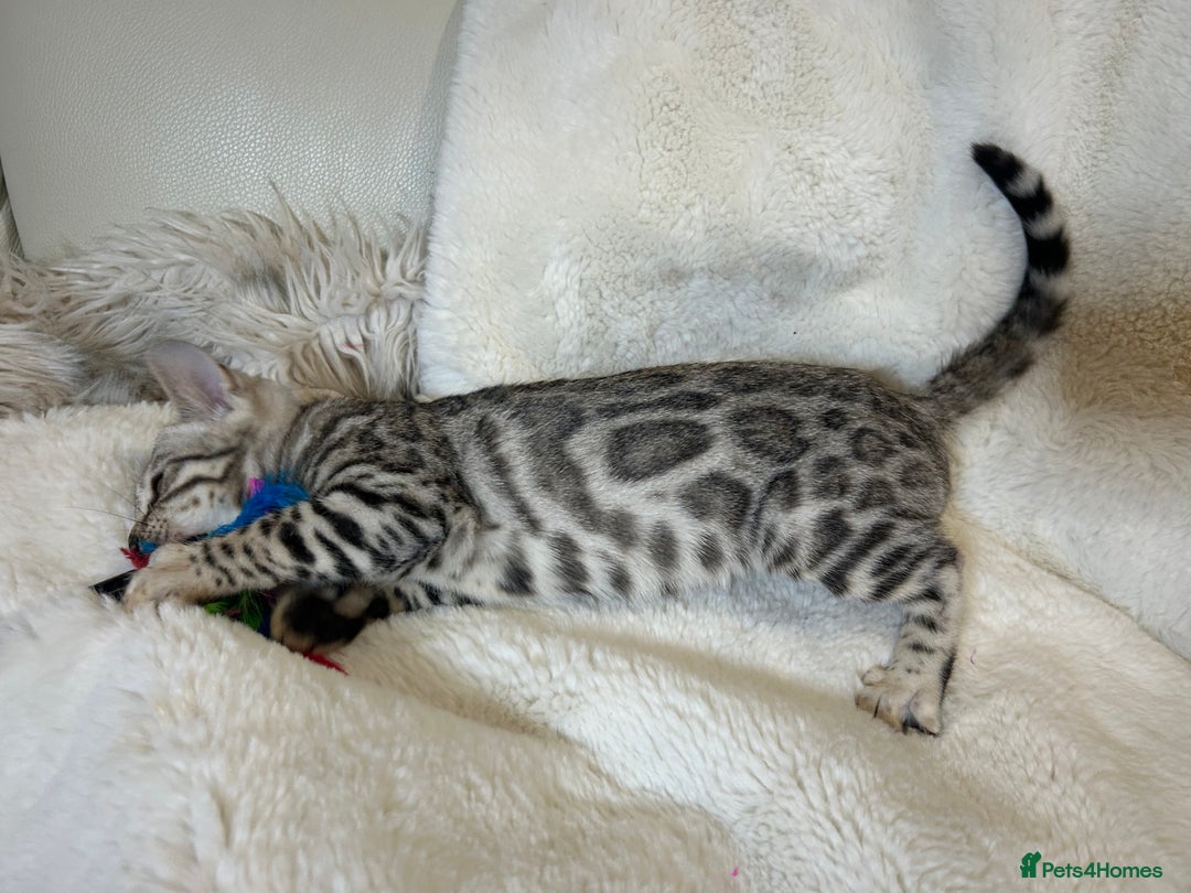 Bengal cats for sale: Bangal Kittens  - Image 18