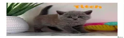 British Shorthair cats for sale: Champion bloodline BSH kittens  in Belvedere - Advert 11
