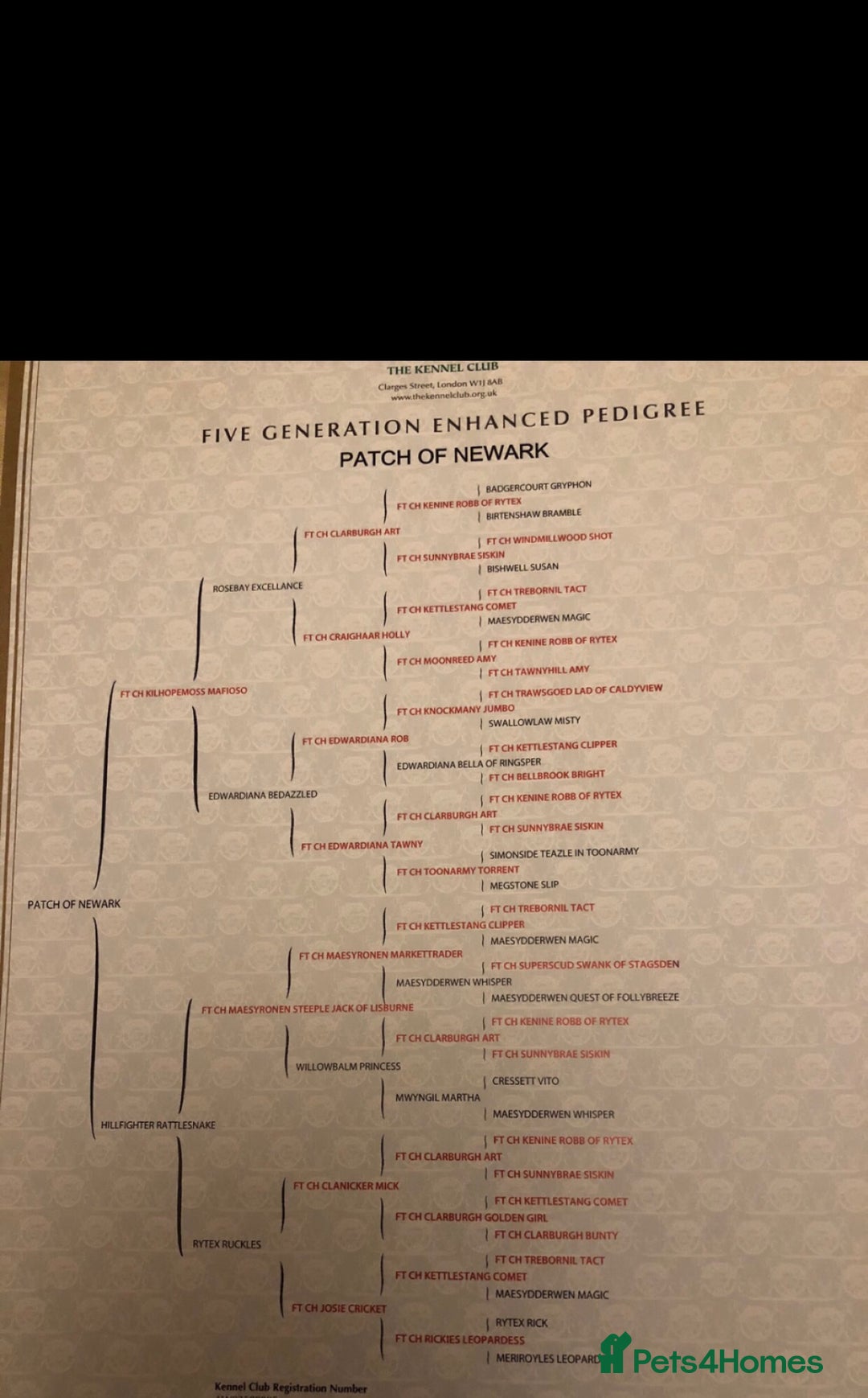 English Springer Spaniel dogs for stud: HEALTHTESTED WORKING ENGLISH SPRINGER SPANIEL in Bishop Auckland - Advert 6