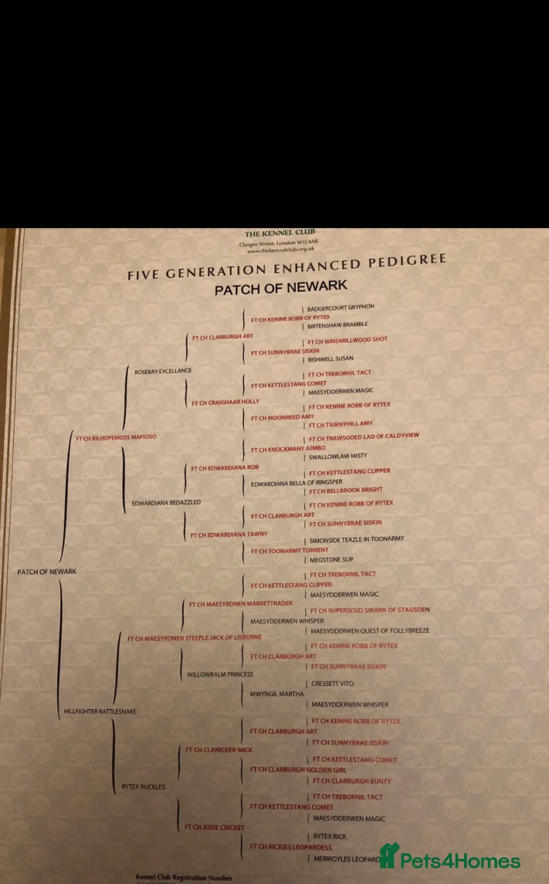 English Springer Spaniel dogs for stud: HEALTHTESTED WORKING ENGLISH SPRINGER SPANIEL in Bishop Auckland - Advert 9