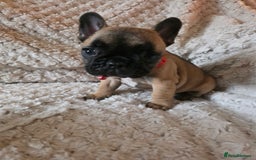 French Bulldog dogs for sale: French bulldog puppies  - Image 8