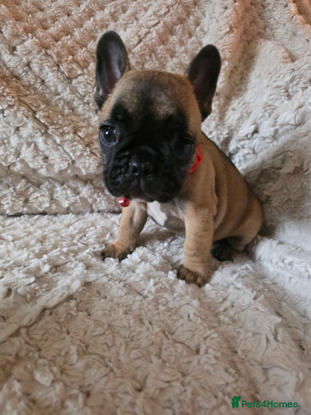 French Bulldog dogs for sale: French bulldog puppies  - Image 8