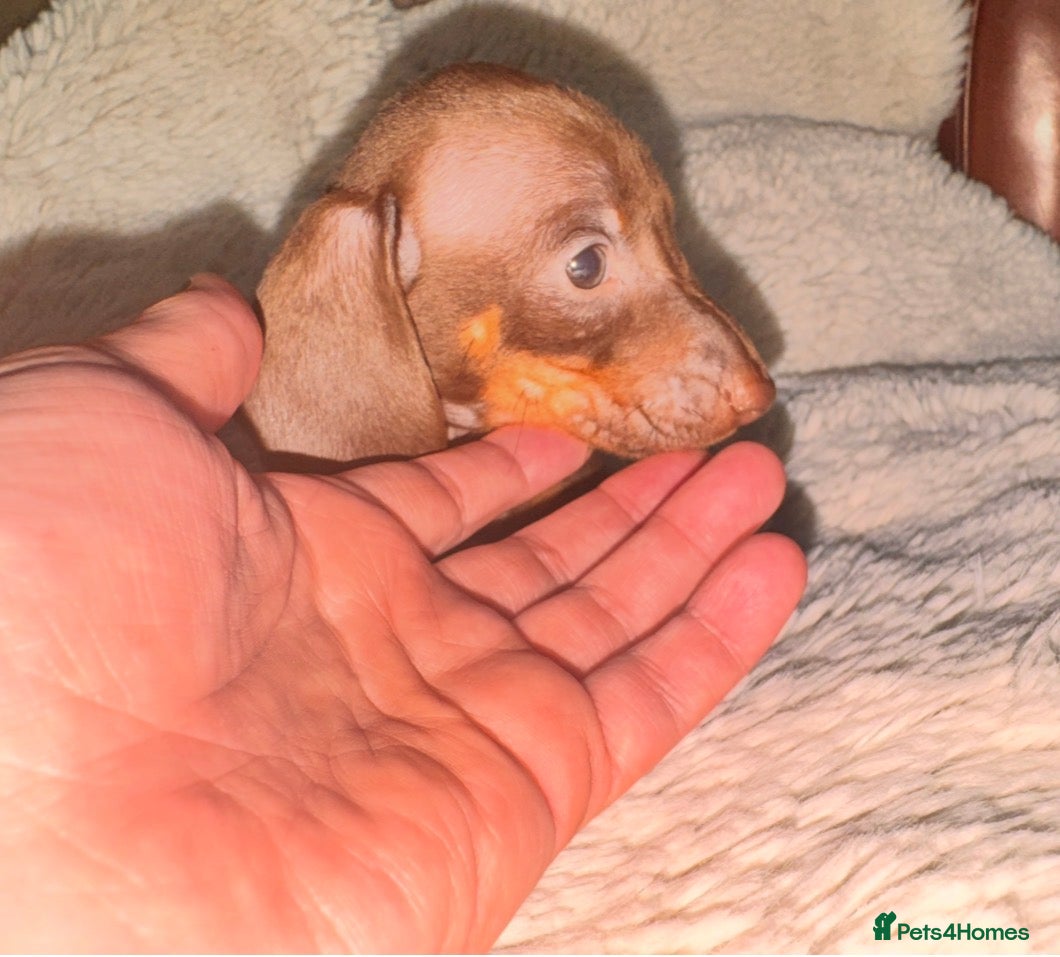Miniature Dachshund dogs Only one beautiful mini chocolate boy left. - Advert 8