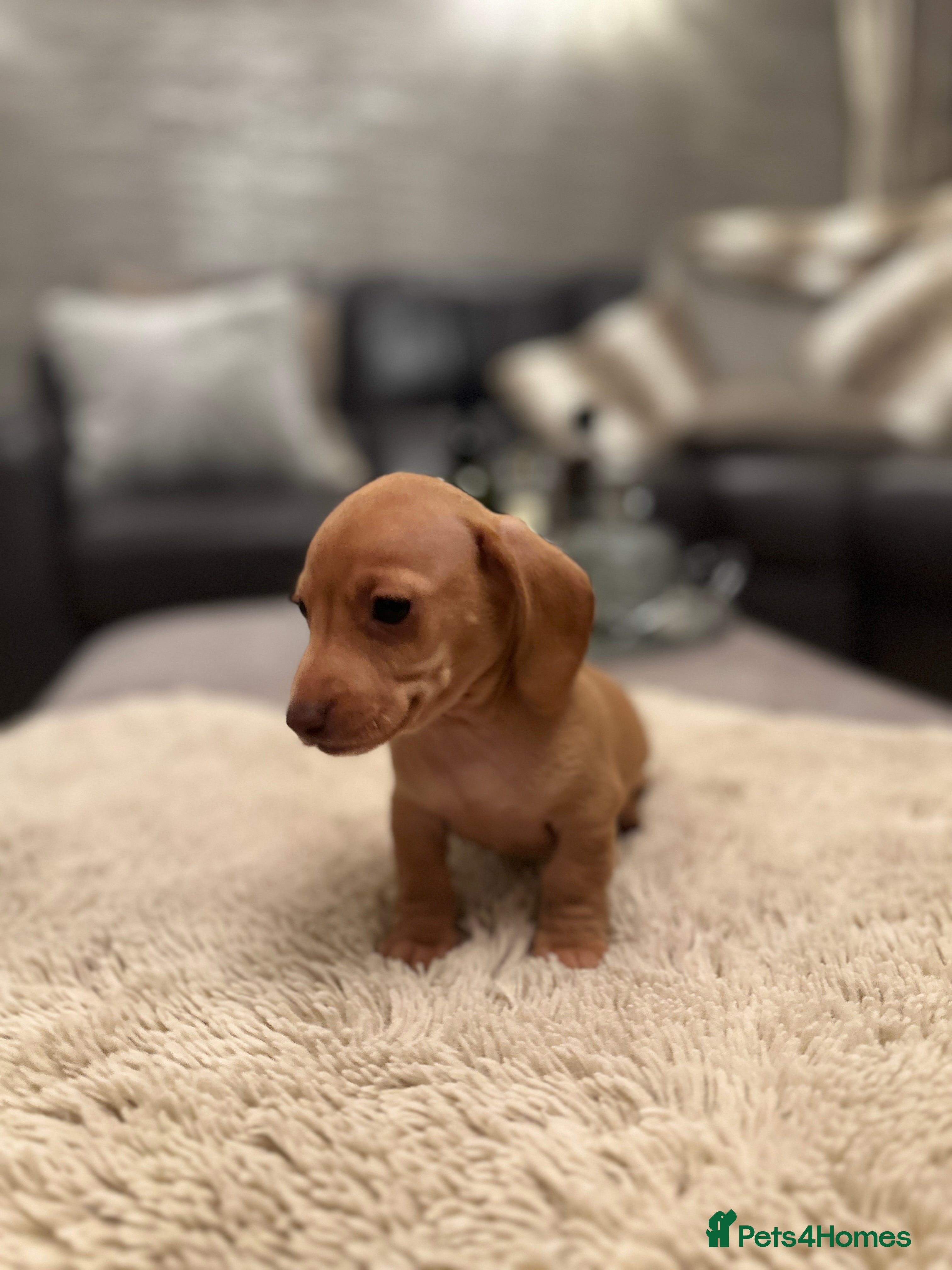 Miniature Dachshund dogs KC PRA clear miniature Dachshunds last boy  - Advert 2