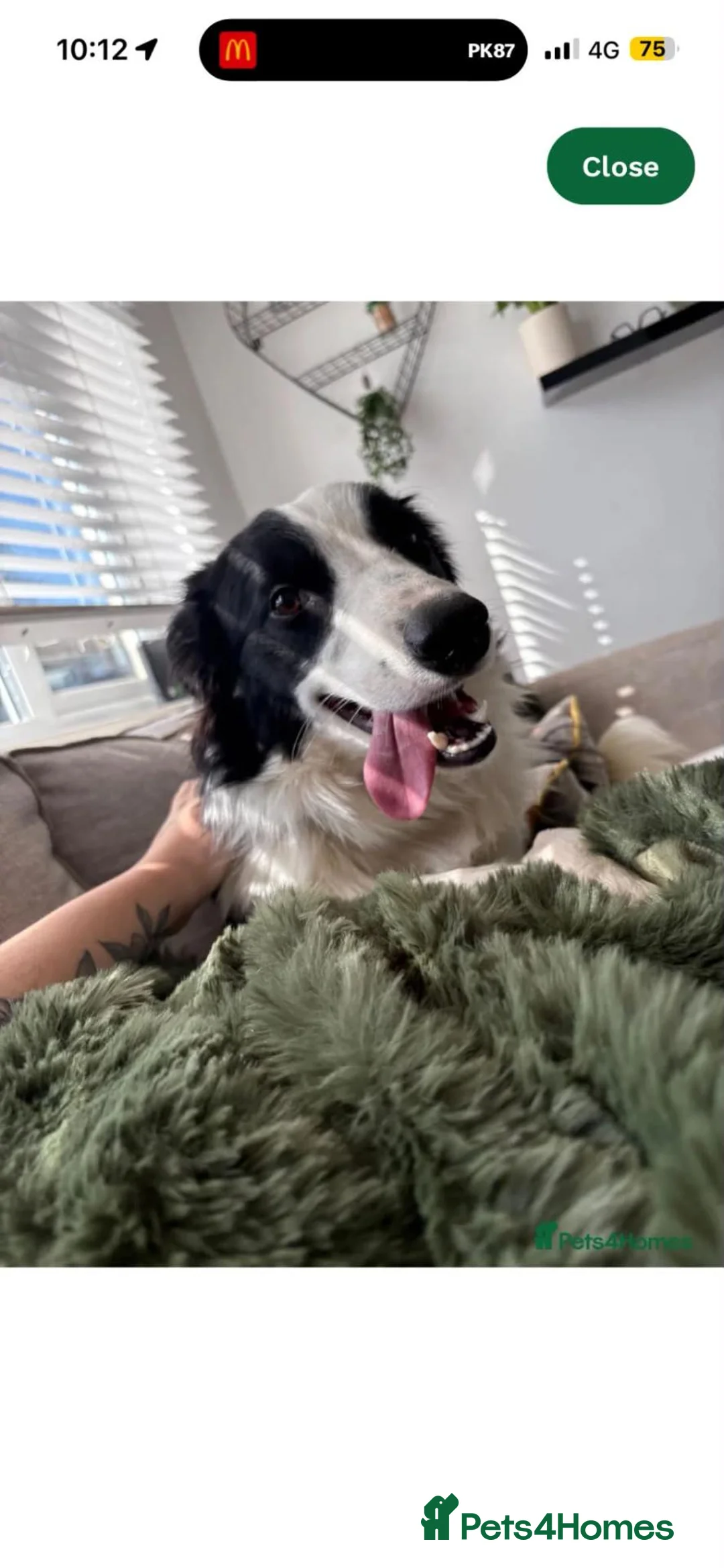 Border Collie dogs for sale: Border Collie - Advert 2