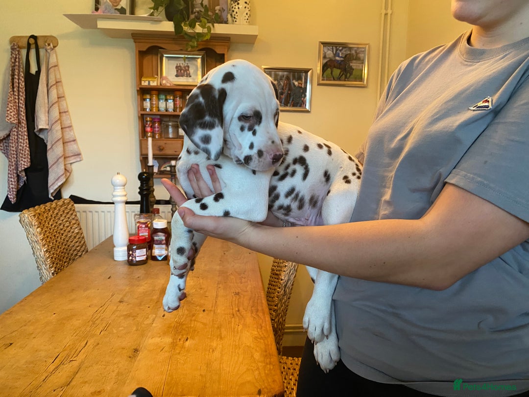 Dalmatian dogs for sale: Absolutely stunning liver puppy  - Image 24