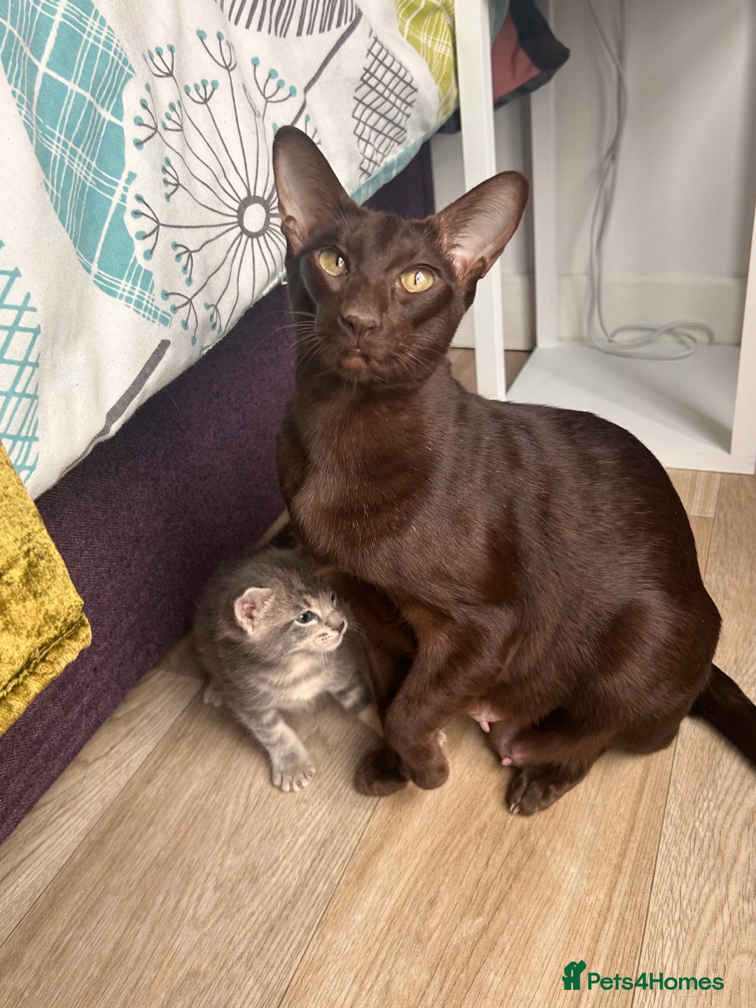 Oriental cats for sale: Oriental/ Siamese kittens  - Advert 2