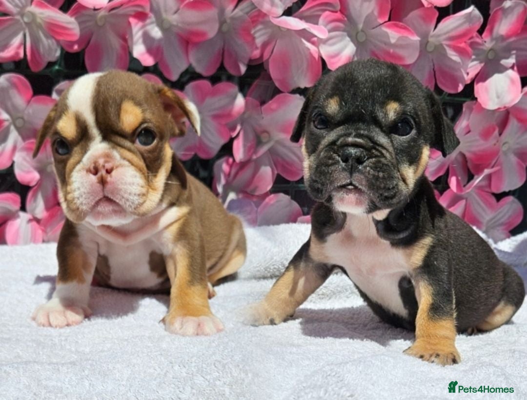 English Bulldog dogs English bulldog puppies  - Advert 2