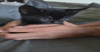 Domestic Shorthair cats - Advert 12
