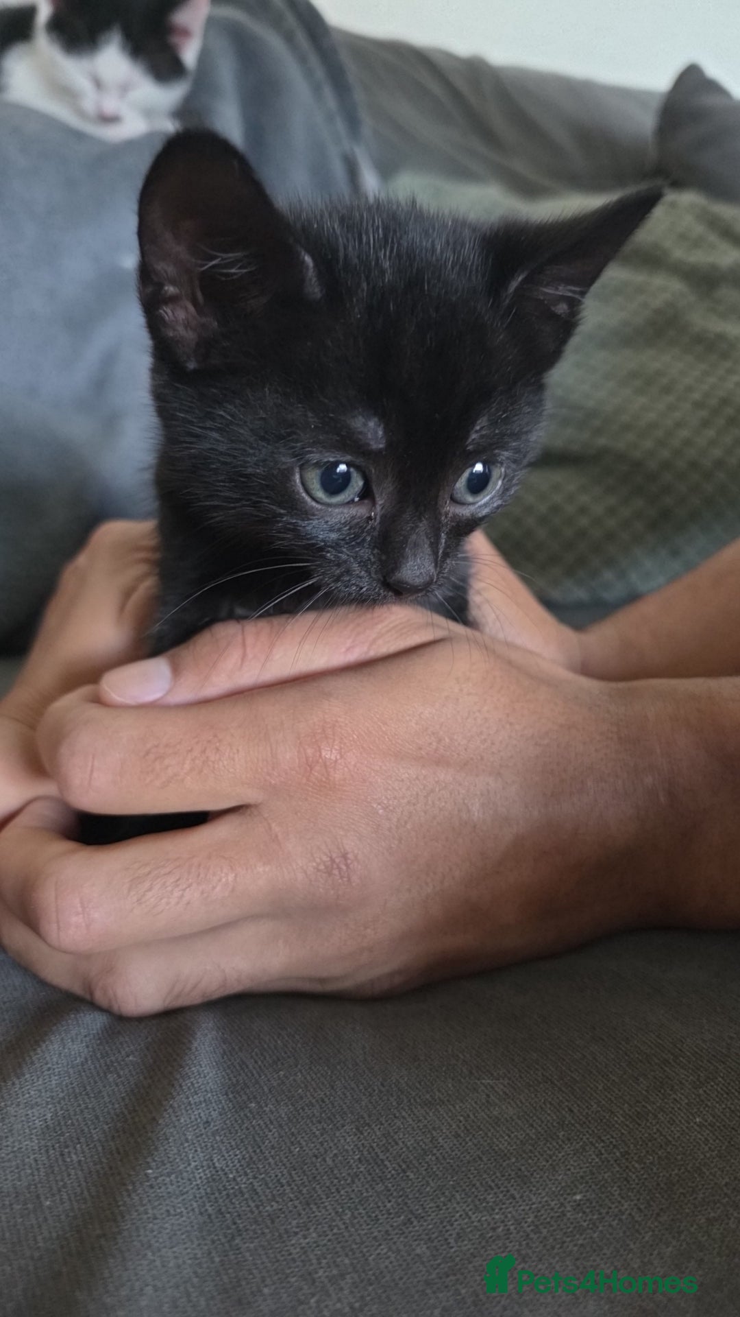 Domestic Shorthair cats for sale: 4 Adorable Kittens ready for their forever homes🩷 - Image 3