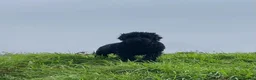 Russian Black Terrier dogs for sale: Black Russian Terrier 🐾 - Advert 1