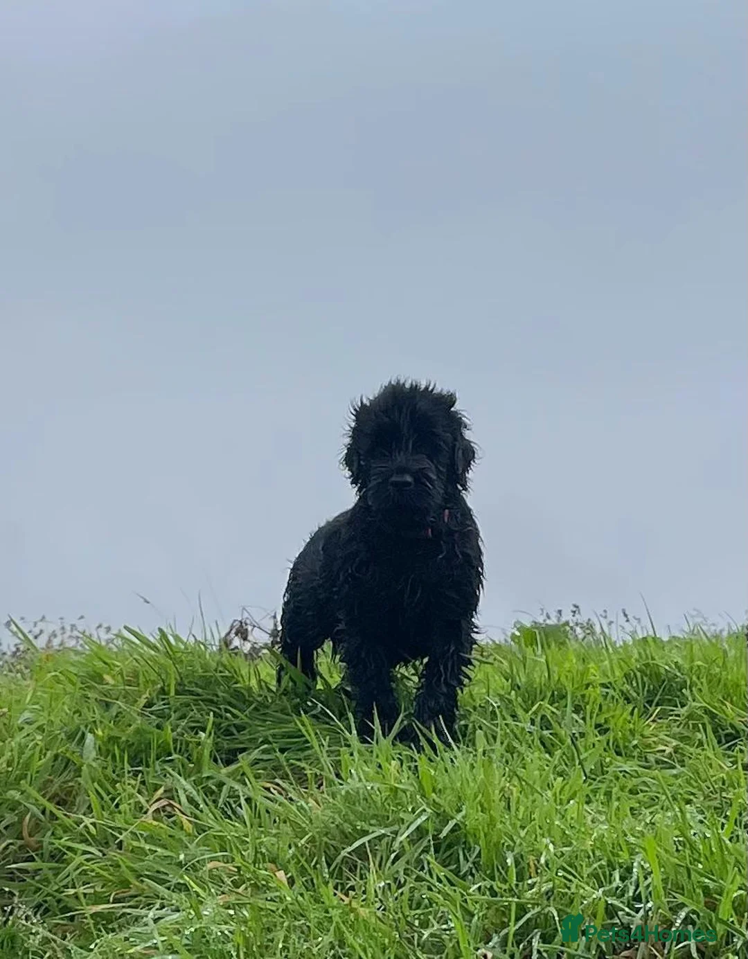 Russian Black Terrier dogs for sale: Black Russian Terrier 🐾 - Advert 1