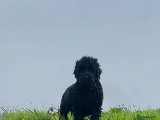 Russian Black Terrier dogs Black Russian Terrier 🐾 - Advert 1